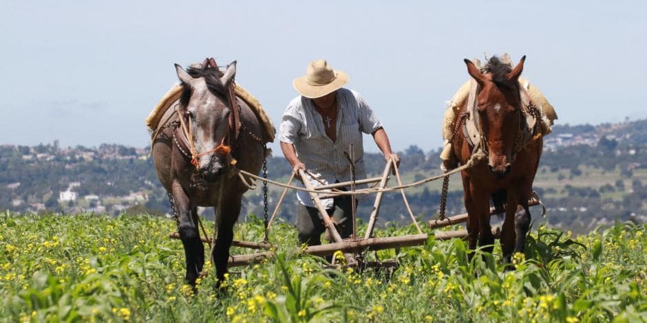 El Gobierno de México ha asegurado el agua de riego para los productores de Chihahua: Conagua