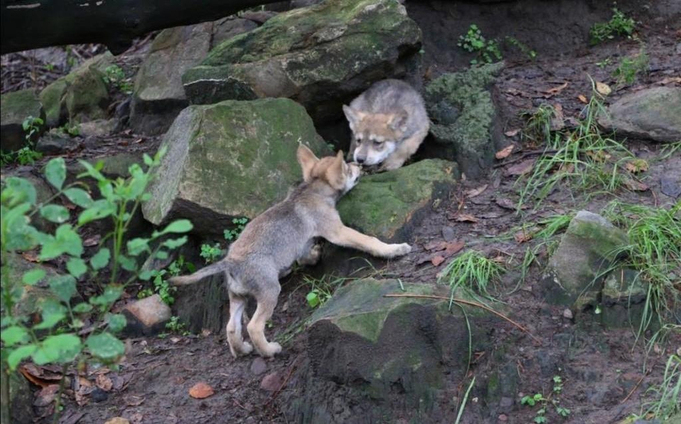 Zoológicos de la CDMX logran la conservación del lobo mexicano 🐺