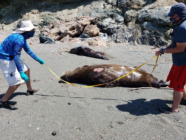 Otra vez... Encuentran otros 25 cadáveres de lobos marinos en BCS