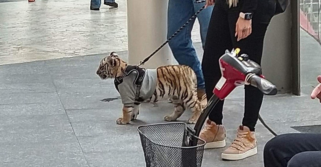 Mujer pasea a un cachorro de tigre 🐯 en centro comercial de CDMX