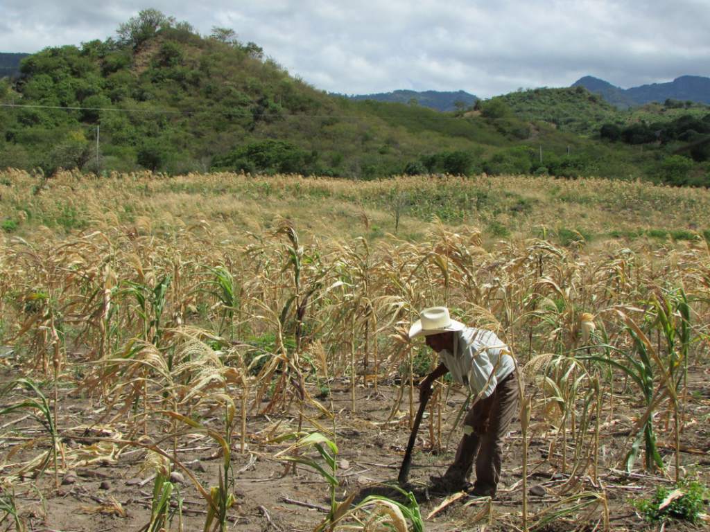 Sequías afectan al agro en regiones del centro y norte del país