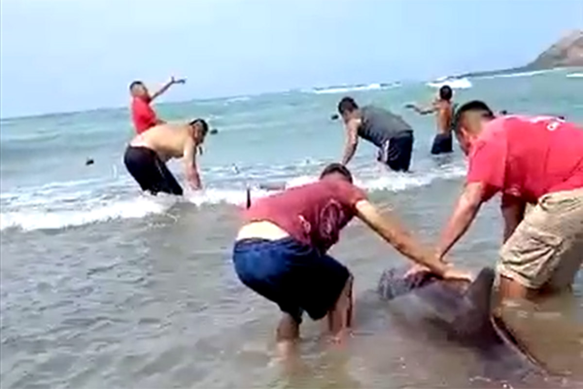 Estos pescadores rescataron a cuatro delfines en puerto de Sonora