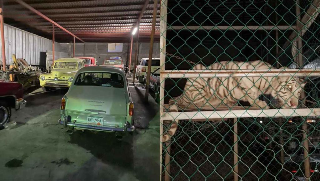 Encuentran tigres de bengala y autos de lujo en casa de Matamoros