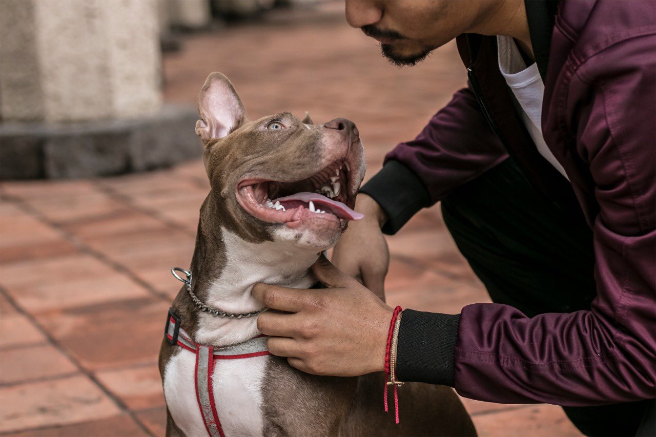 CDMX gana premio por políticas públicas para proteger a mascotas