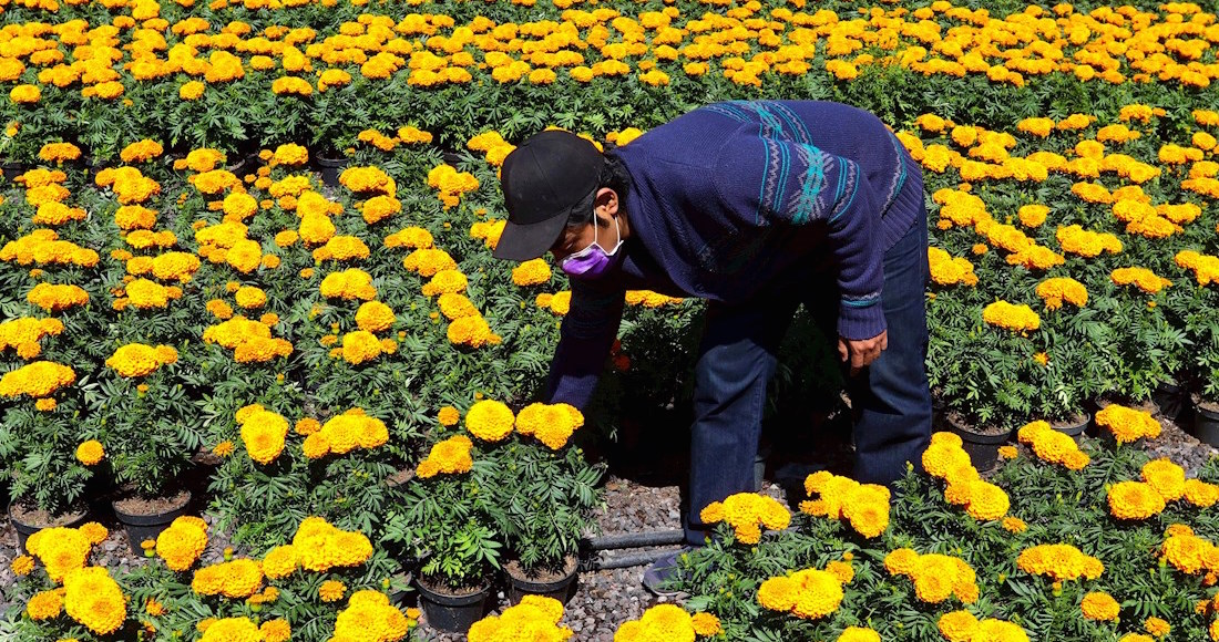 Xochimilco y Tláhuac, listos para venta de flores de cempasúchil -  Almomento | Noticias, información nacional e internacional