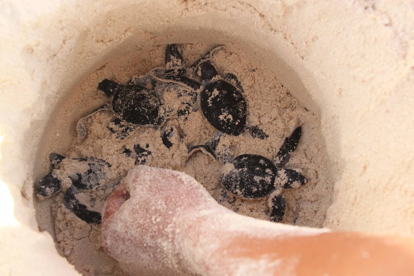 Cancún registra más de 11 mil nidos de tortuga protegidos