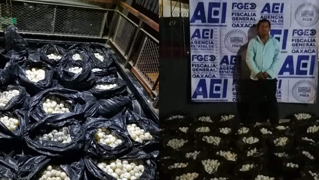 Arrestan a hombre con 30 mil huevos de tortuga en Oaxaca