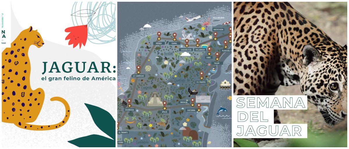 La conservación del jaguar como legítima defensa del Tren Maya
