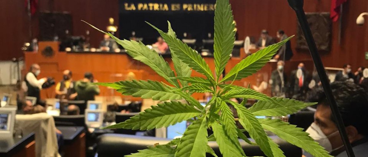 Marihuana en el Senado
