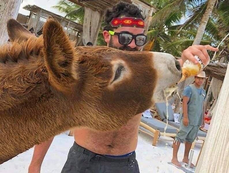 Hotel de Tulum explota a un burro como atractivo turístico