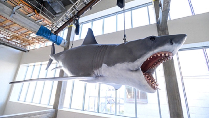 Exhiben el único modelo de tiburón sobreviviente de la película JAUW de 1975