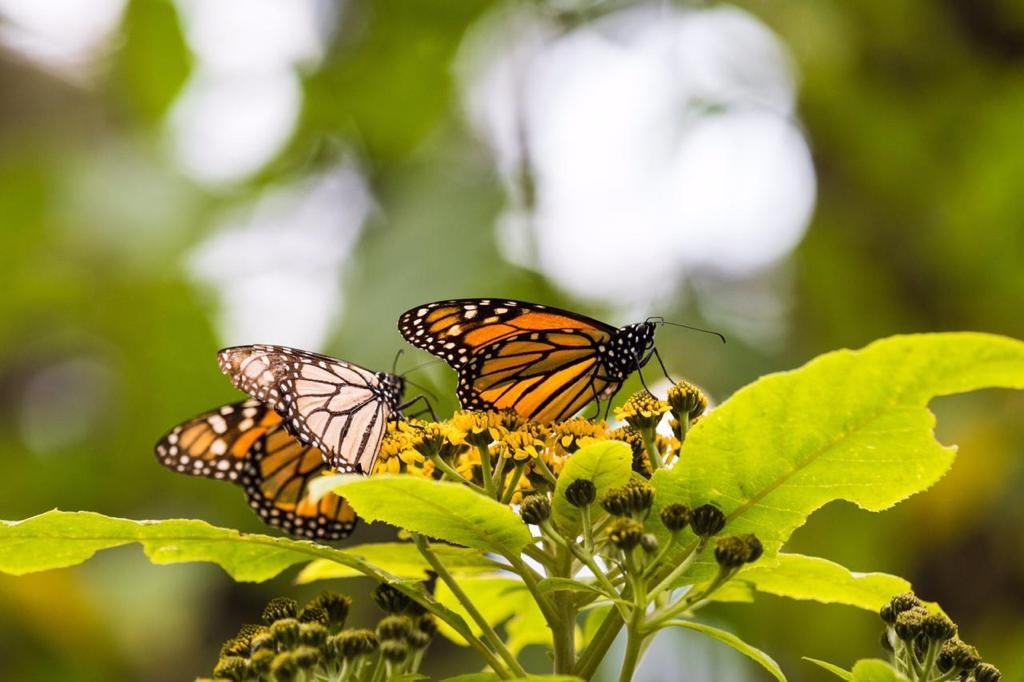 Santuarios de la mariposa monarca preparan su reapertura