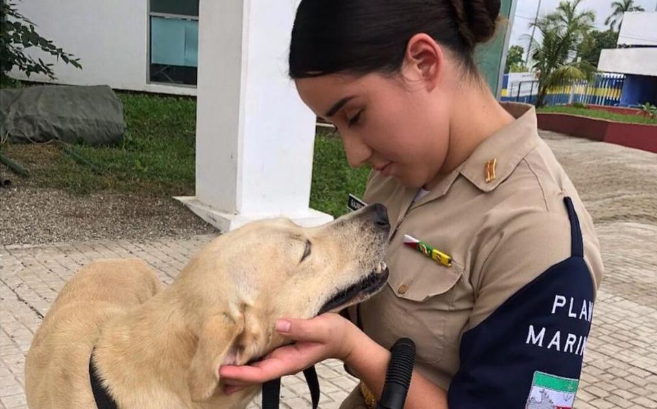 El video del perrito rescatado de las inundaciones en Tabasco que se hizo viral