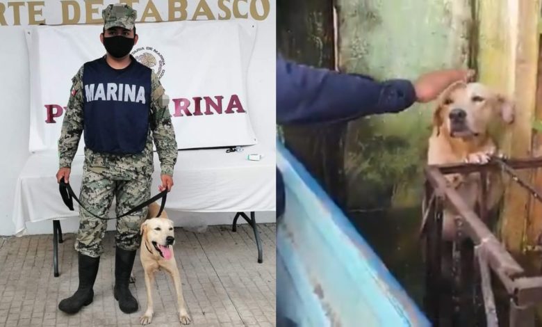 Marina adopta al perrito que rescataron de las inundaciones en Tabasco