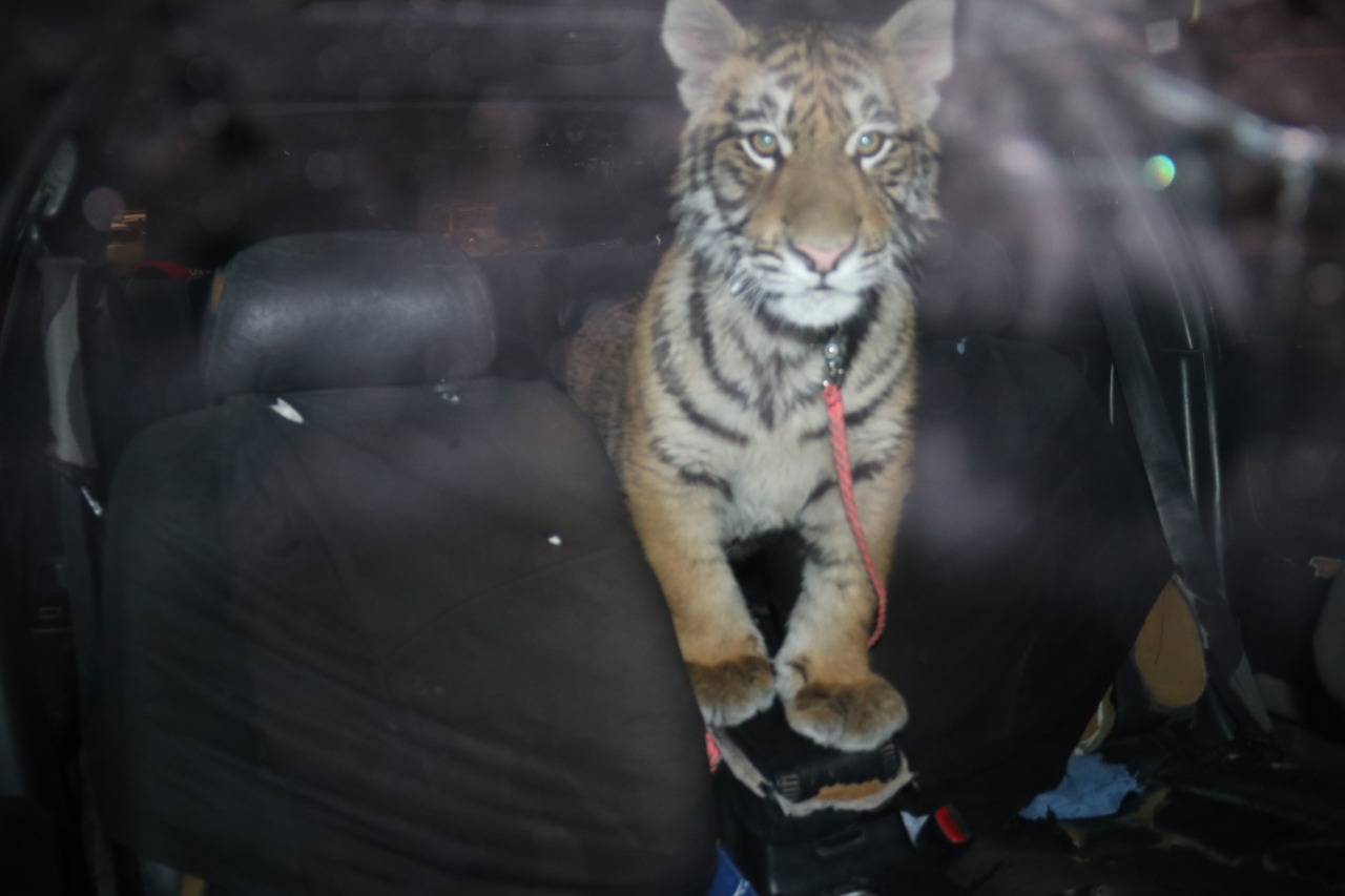 Policías Municipales detienen a sujeto en posesión de un tigre en la colonia Parajes de Oriente, Ciudad Juárez