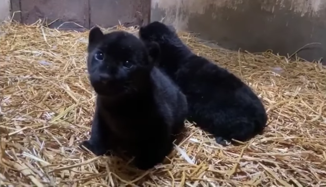 Nacen dos jaguares melánicos en el zoológico de Morelia