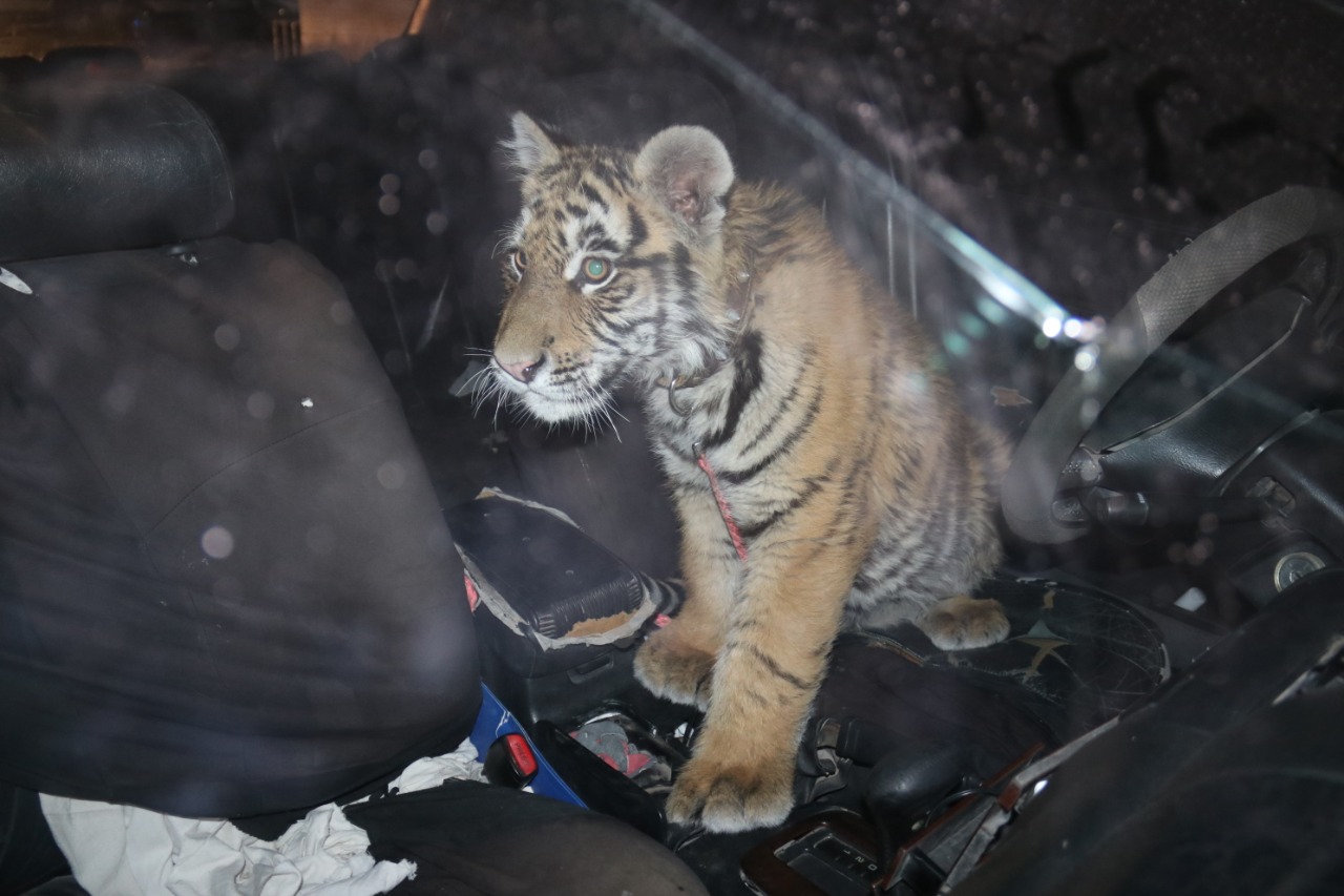 Detienen en Juárez a sujeto por pasear con un tigre