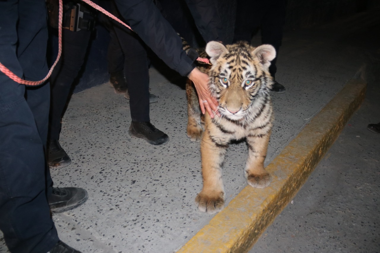 Detienen en Juárez a sujeto por pasear con un tigre