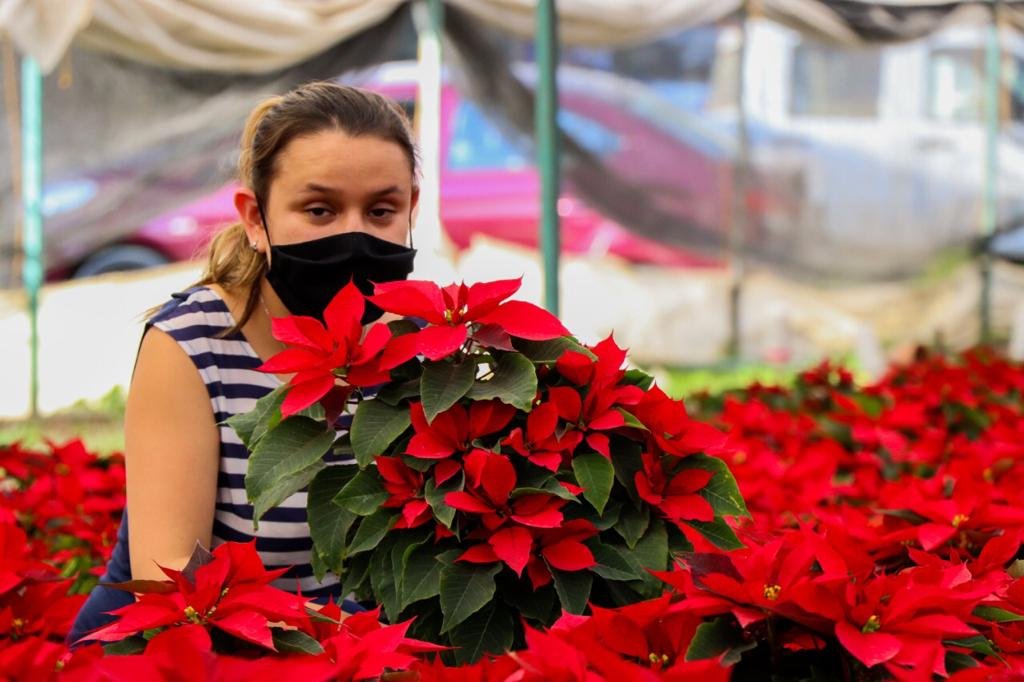 Productores de Xochimilco venderán sus nochebuenas en centros comerciales -  Almomento | Noticias, información nacional e internacional