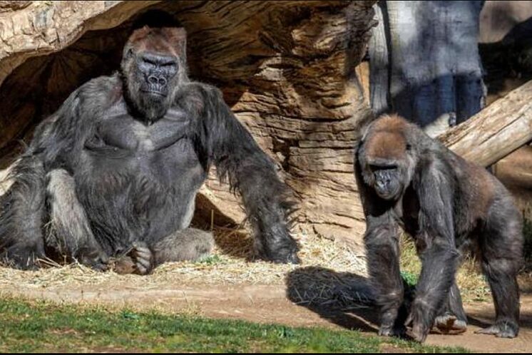 Gorilas de zoológico en California dan positivo a covid-19
