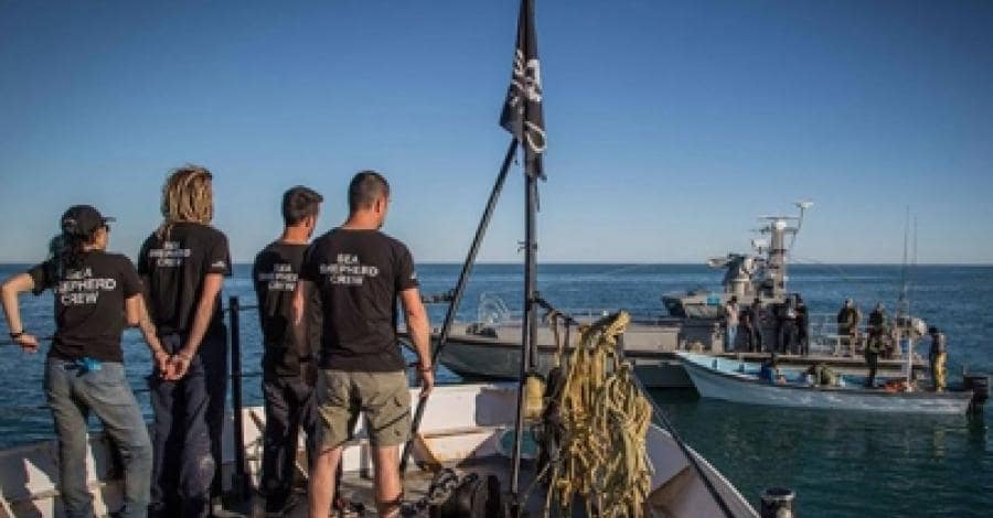Demanda Nancy Sánchez aplicar Ley de Seguridad Nacional a Sea Shepherd