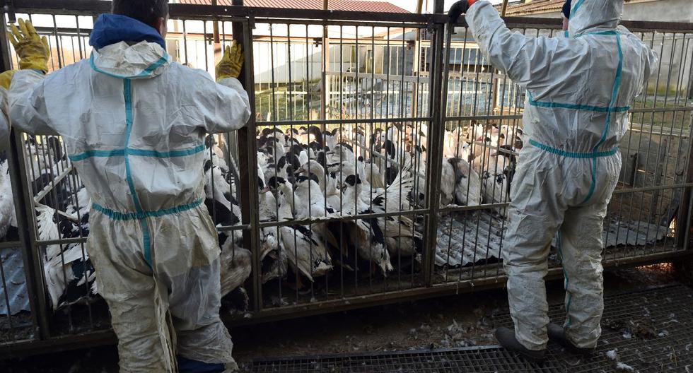 Rusia identifica primer caso de gripe aviar H5N8 en seres humanos