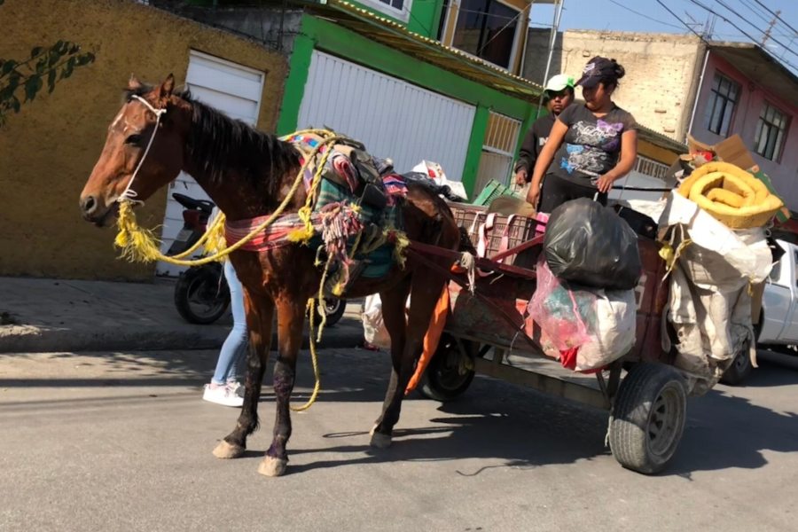 Ecatepec prohibe el uso de animales para recolectar basura