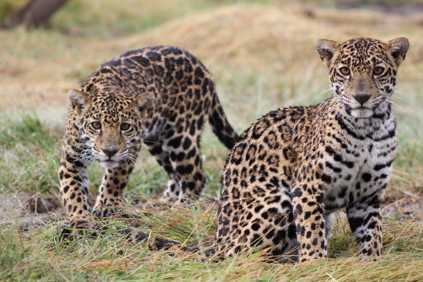 Liberan a dos jaguares en selva de Quintana Roo