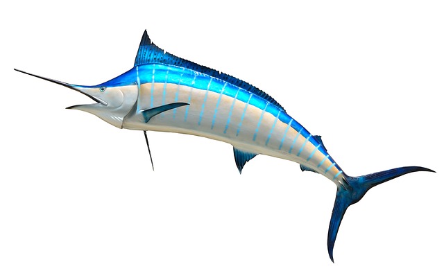 ¿Está prohibida la pesca comercial de Marlin en México?