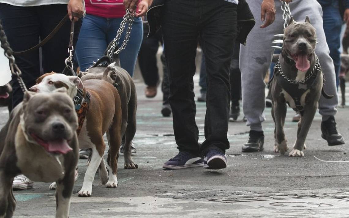 Sancionarán a quien organice peleas entre un perro contra cualquier otro animal