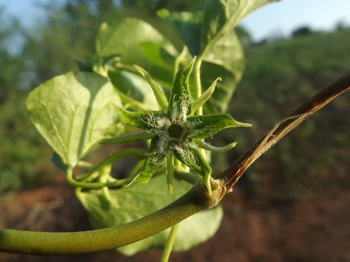 Descubren especie de planta que es bautizada con el nombre de la plataforma NaturaLista