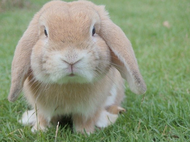 Vacuna a tu mascota gratis: ya inició la campaña para conejos