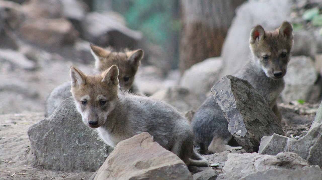 Buscan nombres para cachorros de lobo que nacieron en el Zoológico de Chapultepec