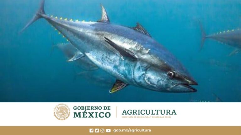 Establecen volumen de pesca de atún aleta azul para temporada 2021