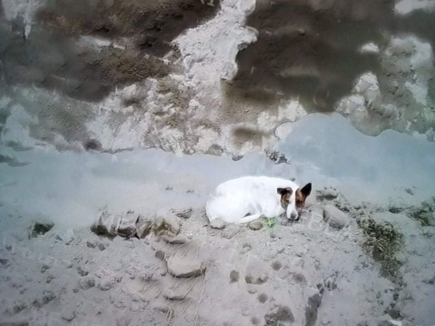 Otro perrito cae al socavón de Puebla, se encuentra en la zona de máximo riesgo