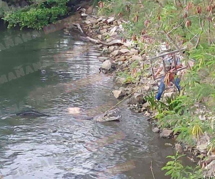 VIDEO: Cocodrilo devoró a mujer que lavaba ropa en una laguna de Tampico