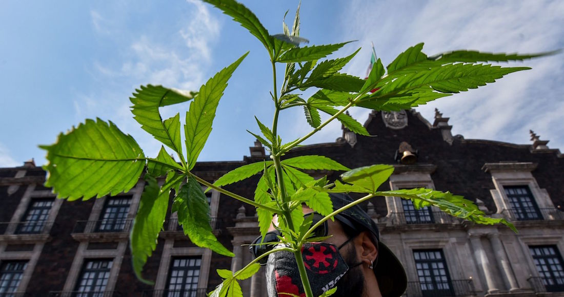 inconstitucional la prohibición del consumo lúdico de la marihuana