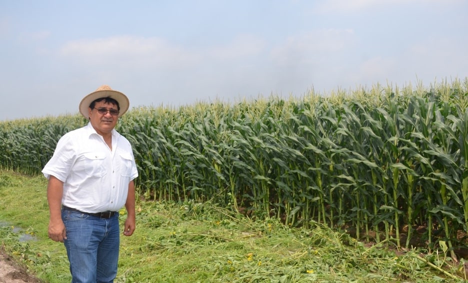 Desarrolla IPN bioestimulante para mejorar cultivos