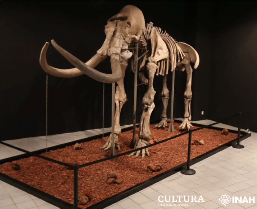 El mamut de Ecatepec llega a Toluca en exposición temporal