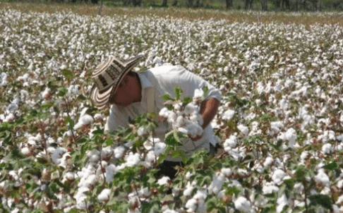 Pide Nancy Sánchez evitar colapso de productores de algodón