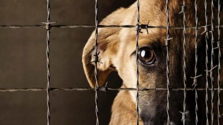 Propone Geovanna Bañuelos instituir el Día Nacional contra el Maltrato Animal