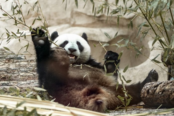 Pandas gigantes dejan de estar en lista de animales en extinción
