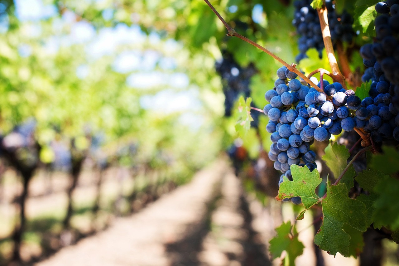 Anuncia la SADER impulso al vino mexicano