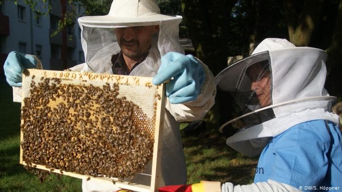 Llama Beatriz García a proteger a las abejas de plaguicidas