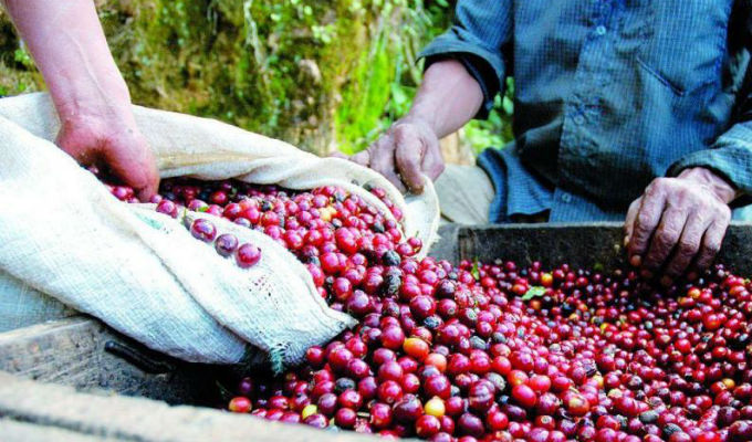 Analizan en el Senado nueva Ley de Fomento a la Cafeticultura para apoyar al sector nacional