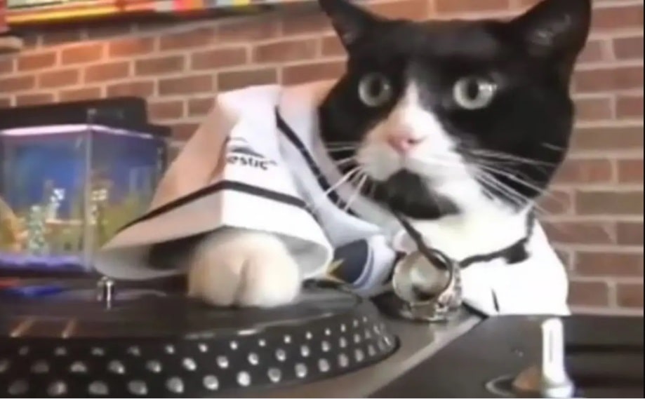 ¡Insólito! Denuncian fiesta electrónica y encuentran a un gato “escuchando” música