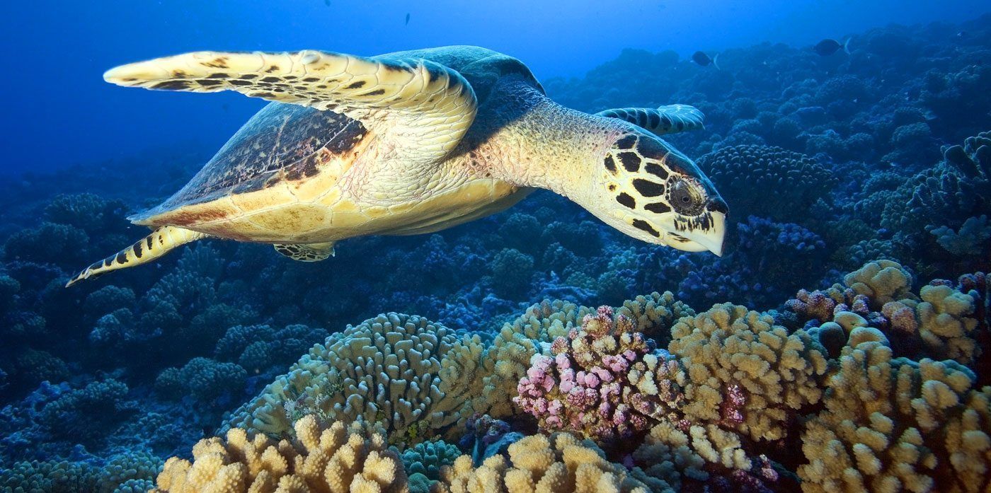Con biometría digital desarrollan en el IPN sistema de reconocimiento de tortugas marinas para su conservación