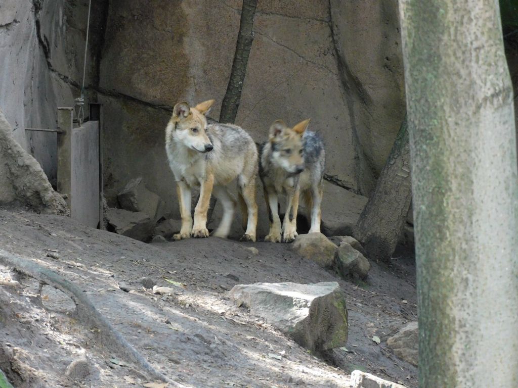 CDMX nombra a lobos ? que nacieron en Zoológico de Chapultepec - Almomento  | Noticias, información nacional e internacional