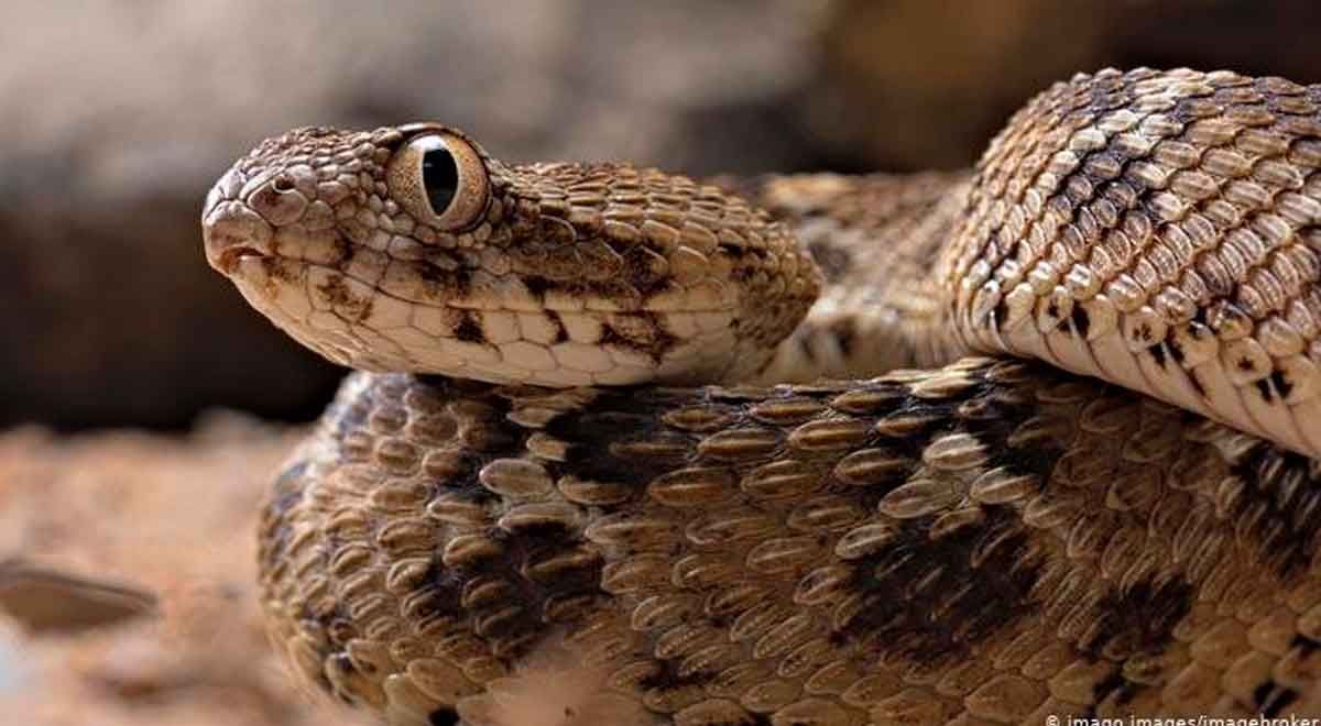Identifican sustancia en veneno de serpiente capaz de frenar al Covid-19