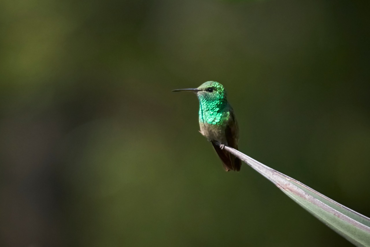 Sedema continúa con el monitoreo de aves en Sierra de Guadalupe y La Armella